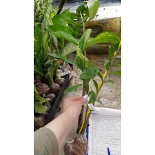 Zamioculcas zamiifolia variegated (long leaf)(pot C) 243C