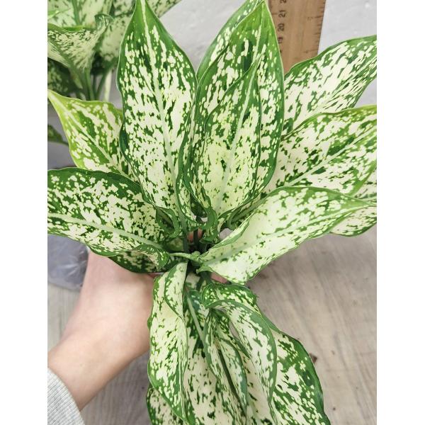 Аглаонема Рич номер 6. / Aglaonema Rich no.6 A-70
