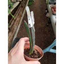 Sansevieria hallii Blue Bat (S) 543