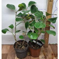 Фикус дельтовидный "Гиганский лист" / Ficus deltoidea 'Giant leaf'