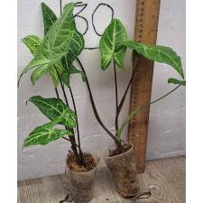 Сингониум (Т26) золотые прожилки / Syngonium (T26) Golden veination