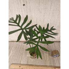 Philodendron mayoi 