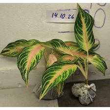 Аглаонема Панама розово-персиковая. / Aglaonema Panama - Pink peach A-95