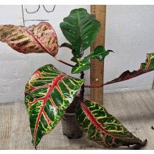 Кодиеум Флейм Драгон / Codiaeum Flame Dragon