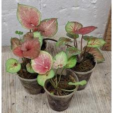 Каладиум сп. С-8 / Caladium sp C-8