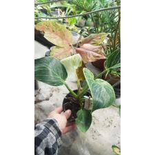 Philodendron BIRKIN mutant pot