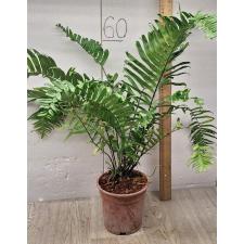 Nephrolepis biserrata 'giant leaf'. Peru black (L)