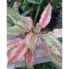 Aglaonema sp. 20 Karat