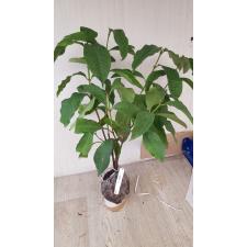 Ixora sp.(T30) (yellow flower and big leaf) 140 по 2200р