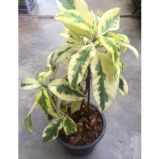 Иксора вид T24 альбомаргината, Филиппины / Ixora sp.(T24) albomarginata Philippines