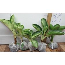 Аглаонема Банана Крупный Круглый. / Aglaonema Banana wealthy round A-79