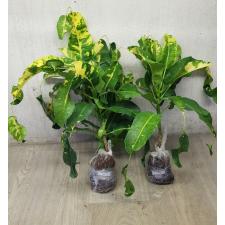 Codiaeum A26 Lao thong