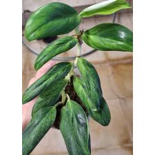 Рафидофора эллиптика варегатная Аурея / Rhaphidophora elliptica variegated Aurea