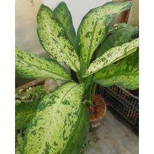 Dieffenbachia Hong Hern L pot 1500p