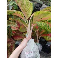 Aglaonema T25 Boxing