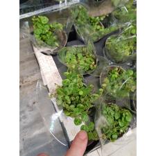 Peperomia Prostrata 6 см горшок