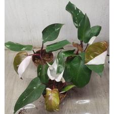 Philodendron Red addison