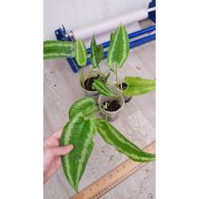 schismatoglottis wallichii стакан  1100p