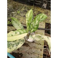 Aglaonema commutatum 'Bangkok Dream' 8 по 4500р