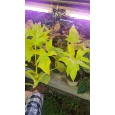 Philodendron Selloum Gold Satin 10-12 cm pot  