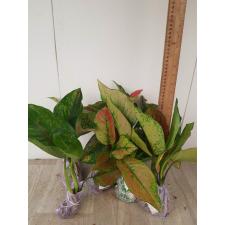 Aglaonema Heng Heng - green A-28