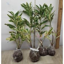 Ardisia sp. (White margin) 17
