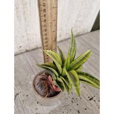 sansevieria sp golden variegata