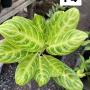 Aglaonema P-4 Gold spoon