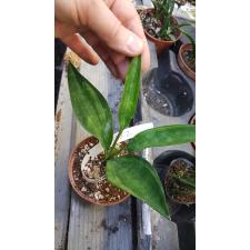 Sansevieria concinna 'Giant Spoon' var722