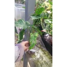 Philodendron 'Lime Fiddle' 572/1