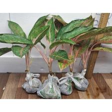 Аглаонема МонгколМани зеленая. / Aglaonema MongkolManee - green A-58