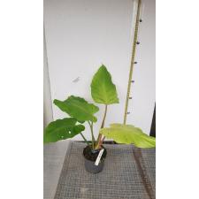 Philodendron 'Jungle Fever' variegated 547/1 горшок