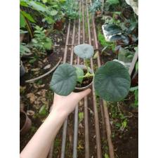 Alocasia chaii