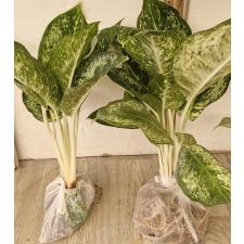 Аглаонема 3 Бриллианта / Aglaonema 3 diamonds A-4
