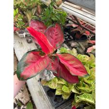 Aglaonema Suksom Jaipong A-85