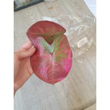 Caladium sp CC-2
