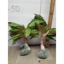 Aglaonema Frozen black A-27