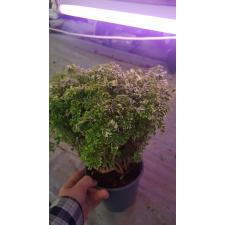 Polyscias Hawaiiana Ming Gold Bonsai14 cm pot 22,09