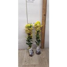 Codiaeum B-10 Golden rose