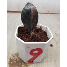 Zamioculcas zamiifolia black variegated (1 leaves) НОМЕР 9