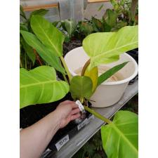Philodendron melinonii 'Pure Gold' 492/1
