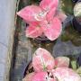 Caladium C-5