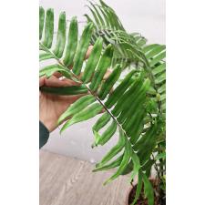 Nephrolepis biserrata 'giant leaf'. Peru black (L)