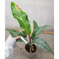 Anthurium variegated sp 8