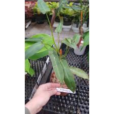 Philodendron sp.(T03)= P. Santa-leopoldiana pot