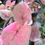 Caladium C-9