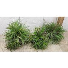 Тилландсия ионанта шар / tillandsia ionantha ball 