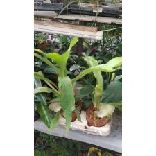 platycerium bifurcatum 1p