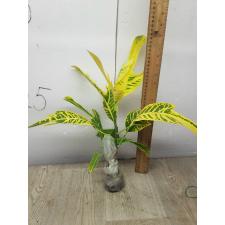 Codiaeum A8 Boston