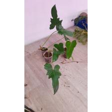 Philodendron Lime Fiddle в стакане уценка 250р
